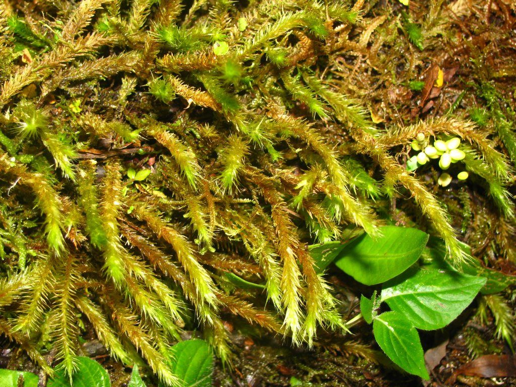 Представитель Семейства Prionodontaceae